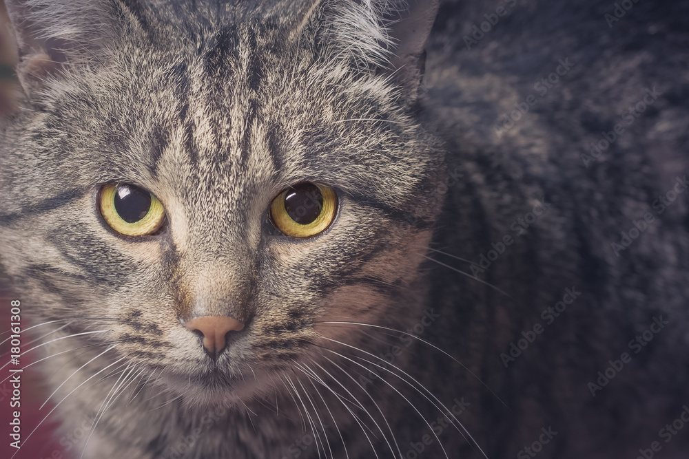 Cat gray striped looking focused