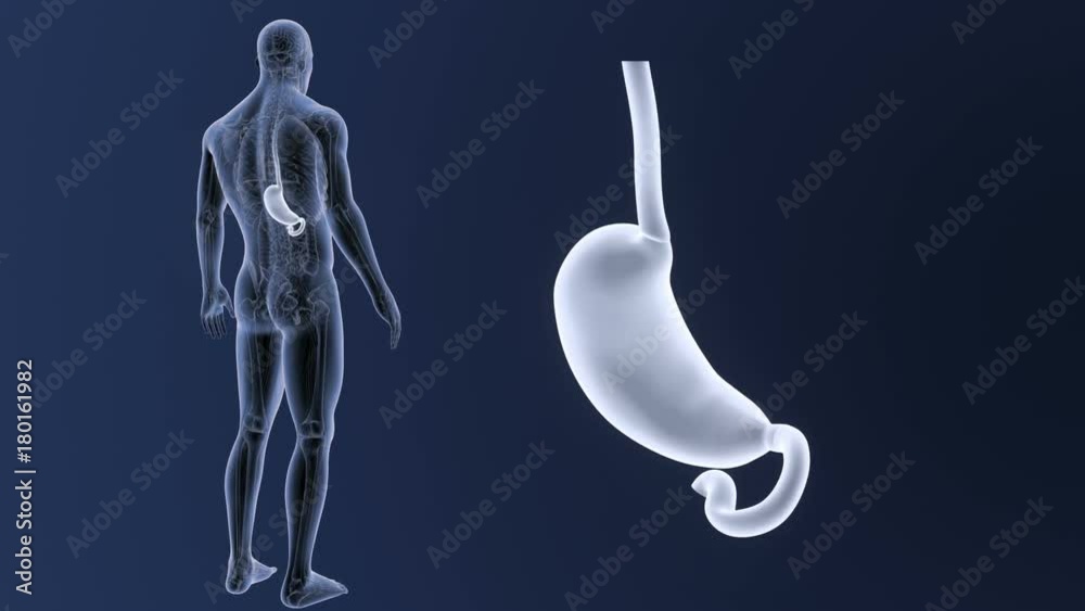 Stomach zoom with Anatomy Stomach zoom with Anatomy