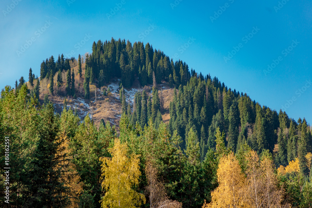 landscape of autumn mountains covered with fir trees and birches against the blue sky