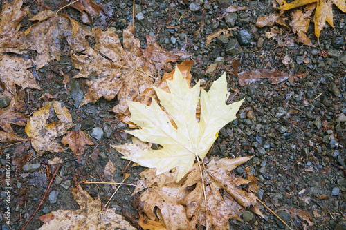 Φωτογραφία Armstrong Redwoods State Natural Reserve, California,  United States - to preserve 805 acres (326 ha) of coast redwoods (Sequoia sempervirens)