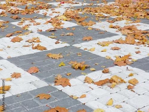 Dry leaves on the pavement. The wind is rocking the dry leaves on the pavement.