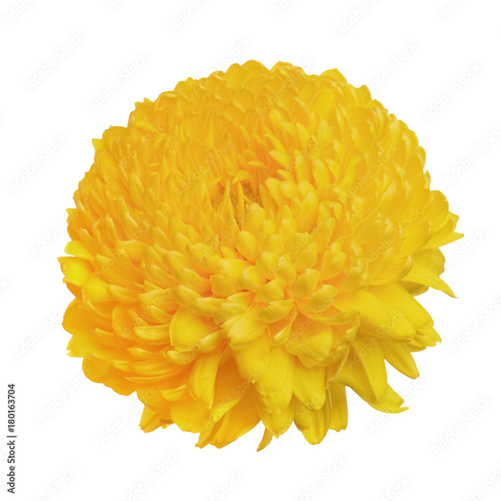 flower yellow chrysanthemum
