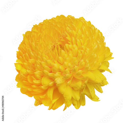 flower yellow chrysanthemum