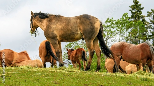 Horses on hill © Don