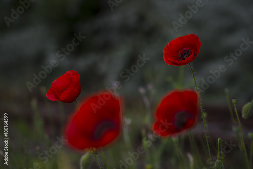 Field of poppies