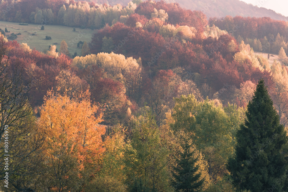 Colorful autumnal trees foliage