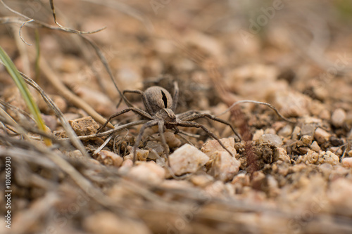 Close Up of a Wolf Spider on Dirt