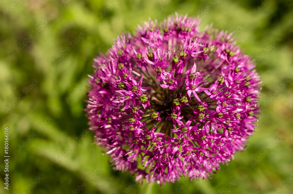 Pink round flower isolated on green background, Allium giganteum Pink round flower isolated on green background, Allium giganteum