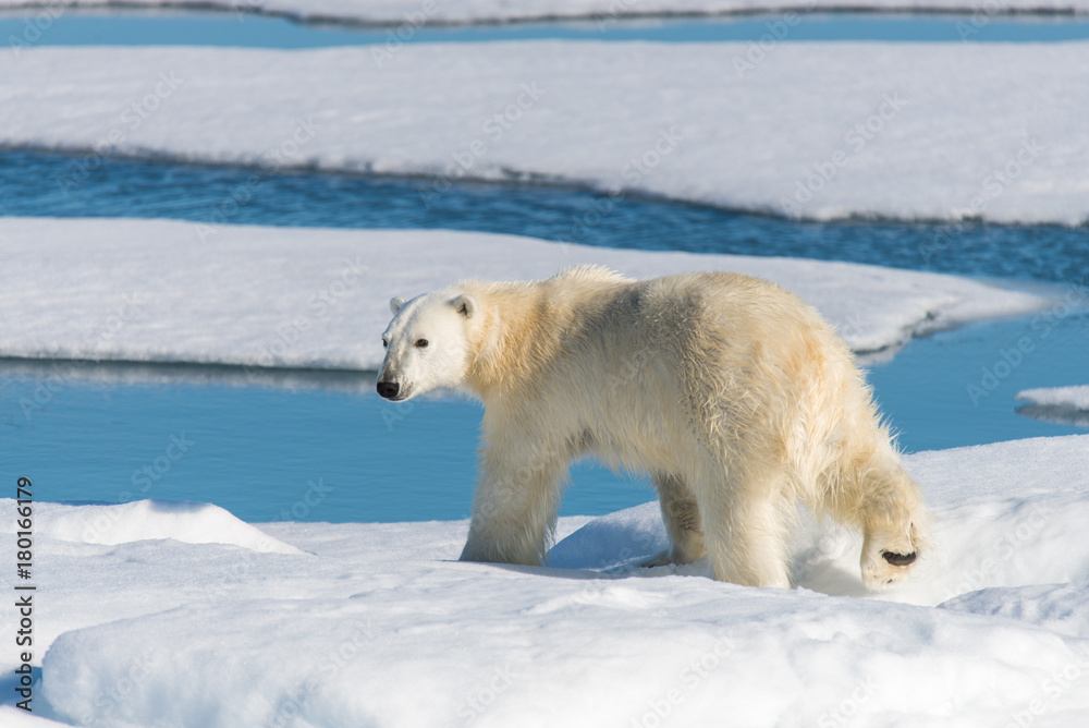 Polar bear on the pack ice Polar bear on the pack ice