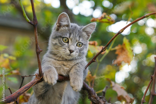 Gray cat on tree