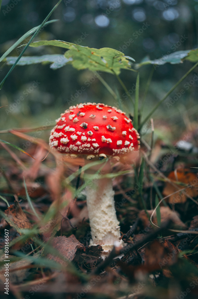 Single red fly agaric mushroom in the forest Single red fly agaric mushroom in the forest