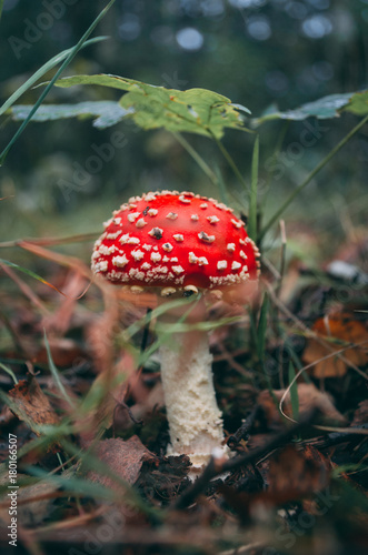 Single red fly agaric mushroom in the forest