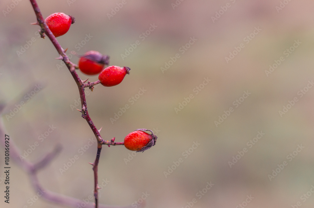 Wild rose red fruits isolated on blurred background, Rosa canina Wild rose red fruits isolated on blurred background, Rosa canina