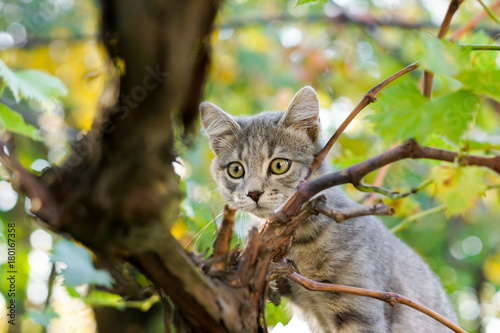 Gray cat on tree