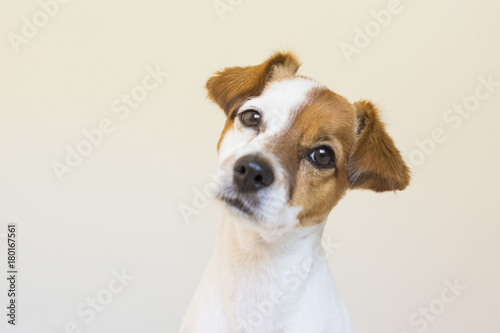 portrait of a cute small dog standing on bed and looking curious to the camera. Pets indoors