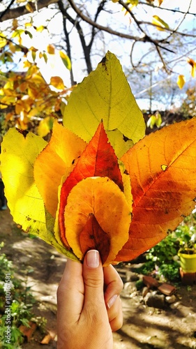 autumun leaves photo