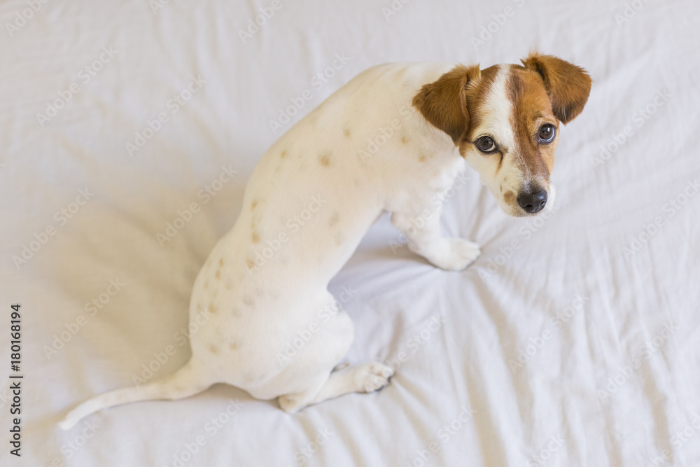 closeup portrait of a cute small dog standing on bed and looking curious to the camera. Pets indoors closeup portrait of a cute small dog standing on bed and looking curious to the camera. Pets indoors
