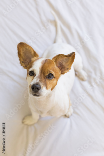 closeup portrait of a cute small dog standing on bed and looking curious to the camera with funny ears. Pets indoors
