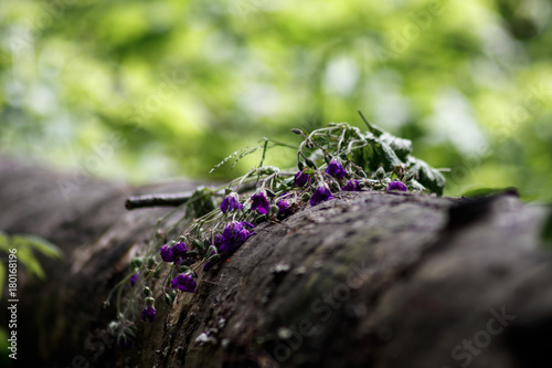 dying plant on the trunk of a fallen tree © максим овчинников