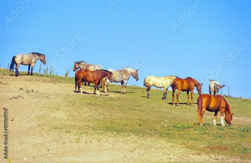 Herde von acht Pferden auf einer kargen Weide auf einem Hügel, blauer Himmel, Insel Hiddensee vor Rügen, Mecklenburg-Vorpommern, Deutschland, Europa