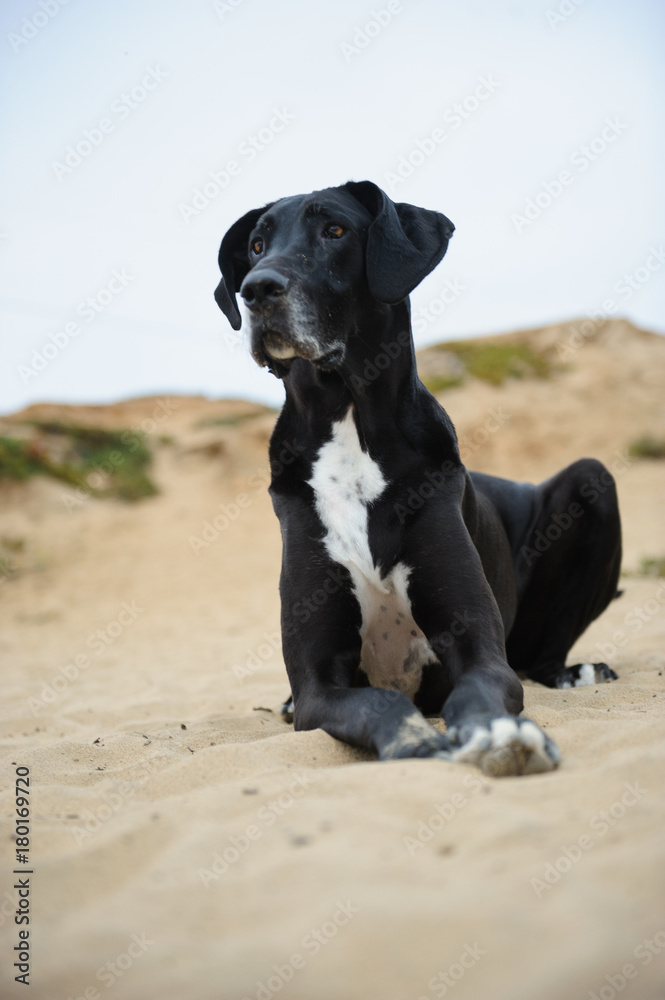 Great Dane dog lying down in sand Great Dane dog lying down in sand