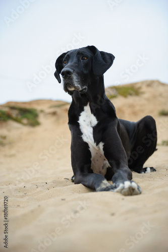 Great Dane dog lying down in sand