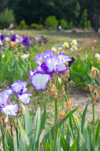 Fototapeta Naklejka Na Ścianę i Meble -  Iris Flower
