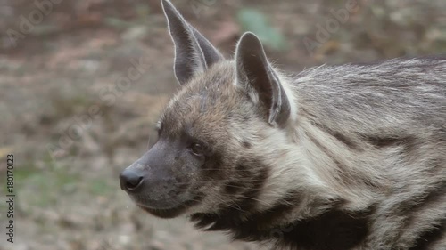 Striped hyena (Hyaena hyaena). Wild life animal. Close-up photo