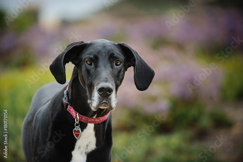 Black and white Great Dane dog portrait