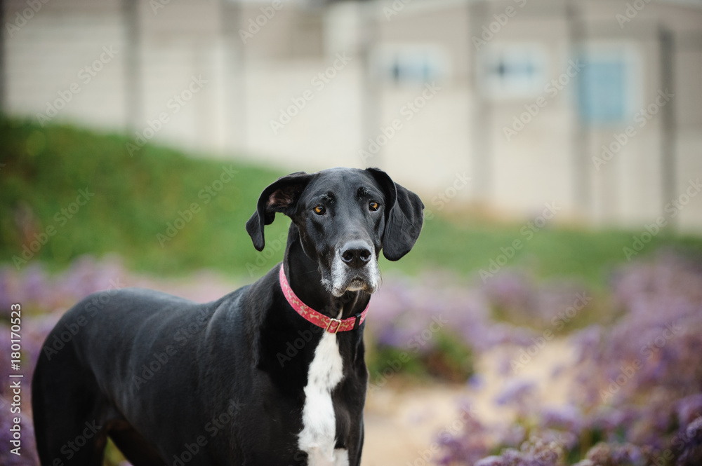 Great Dane dog portrait in field of purple flowers