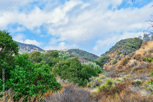 Heavy chaparral line hiking trail in California mountains