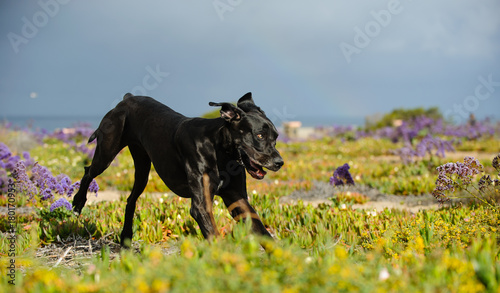 Great Dane dog running through field