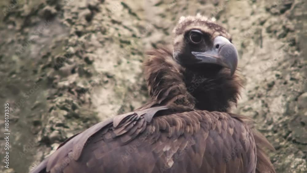 The black vulture sits on a rock. Close-up The black vulture sits on a rock. Close-up