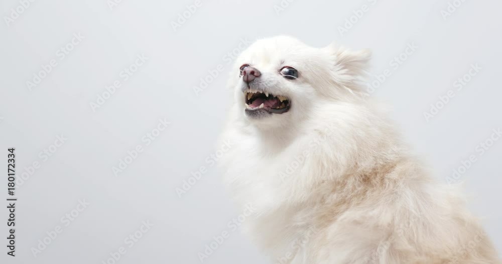 Pomeranian dog getting angry Pomeranian dog getting angry