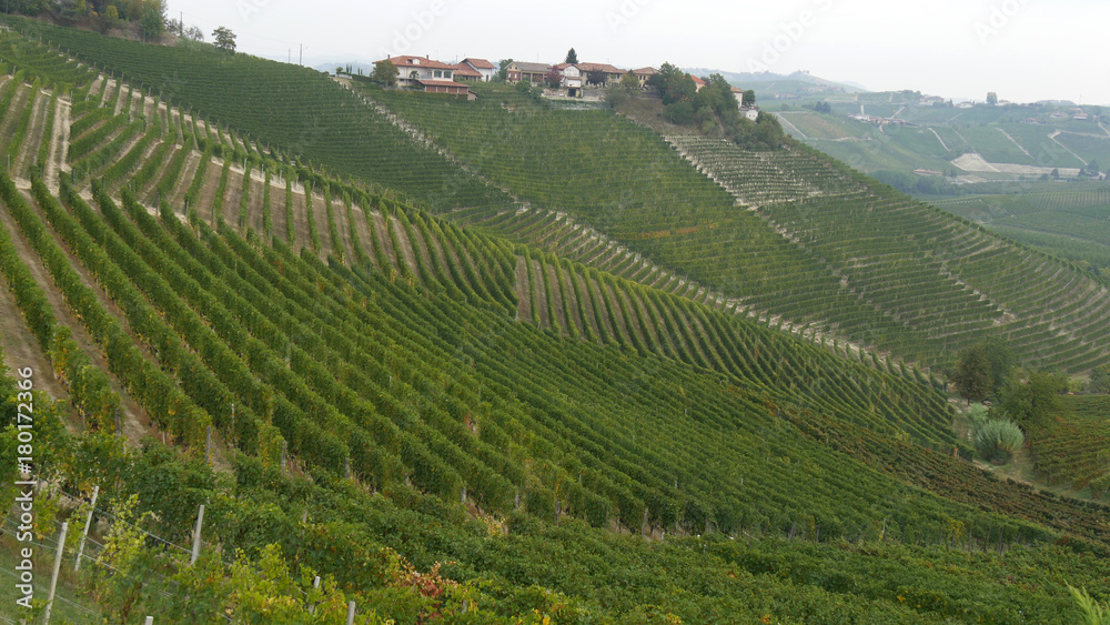 Vino italiano coltivazioni nelle Langhe Piemontesi