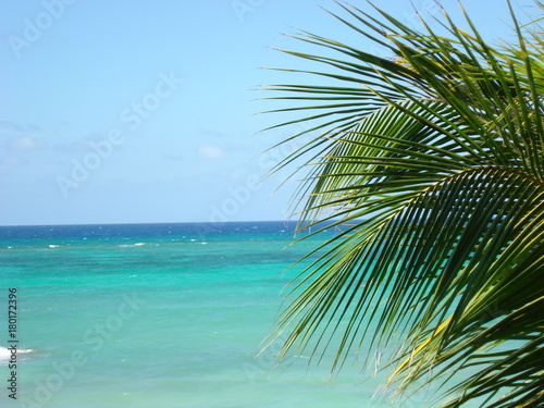 Palm Tree Paradise © Kristen