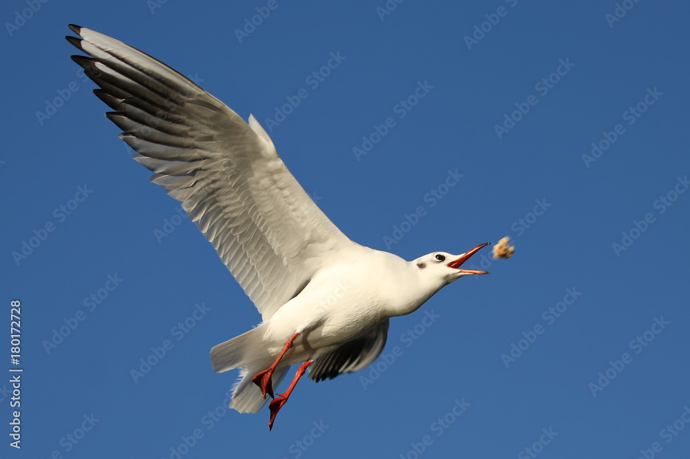 Fototapeta premium Gull in flight
