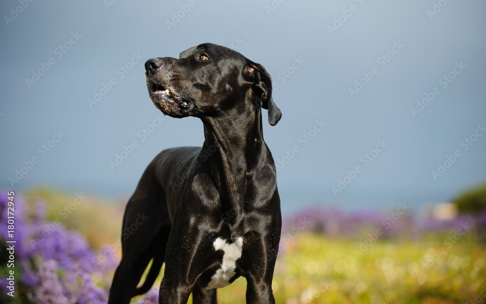 Great Dane dog outdoor portrait in field with purple flowers