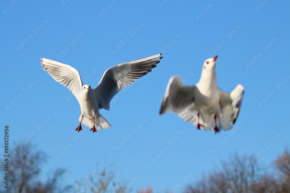 Fototapeta premium Gull in flight