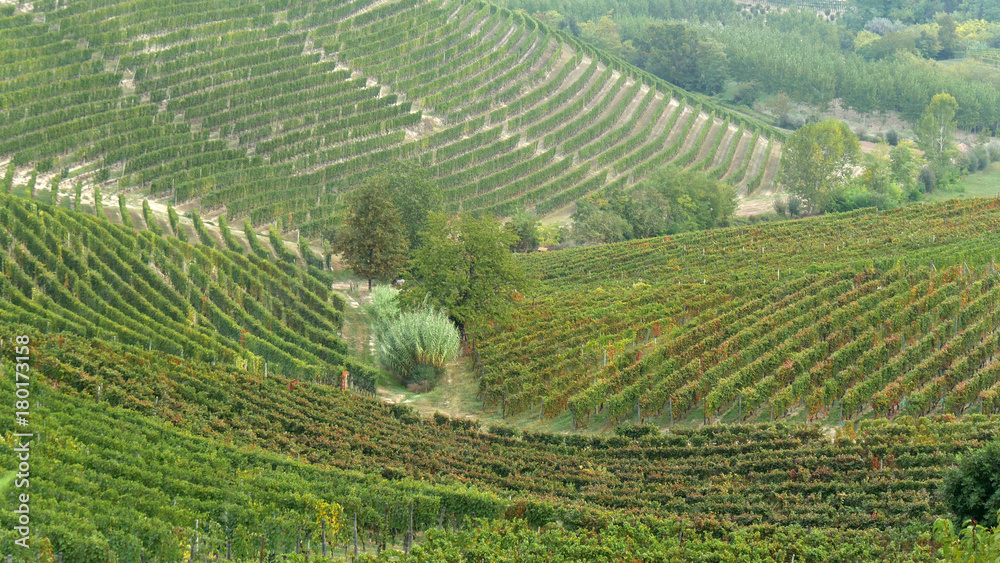 Vino italiano coltivazioni nelle Langhe Piemontesi