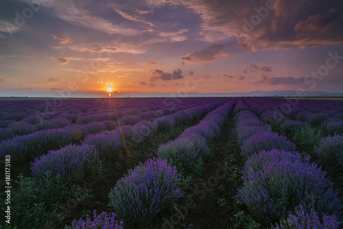 Lavender fileld at sunset