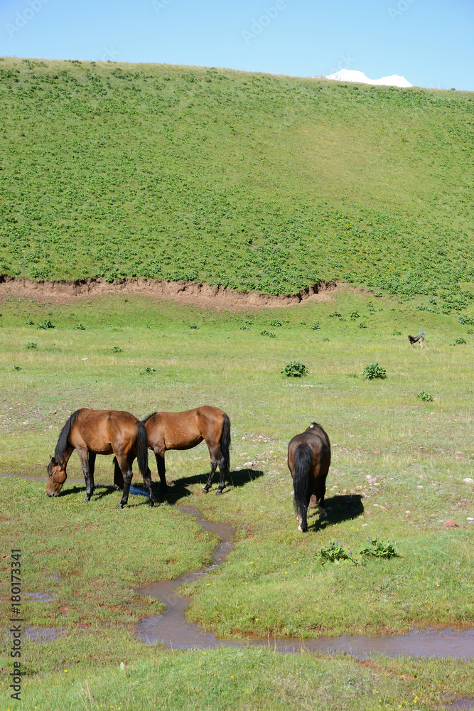 Fototapeta premium Free running horses, Pamir Mountain Range, Kyrgyzstan