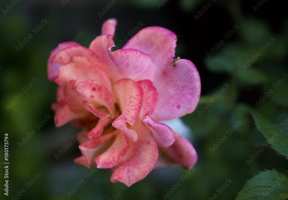 Obraz premium Better Days Geranium 