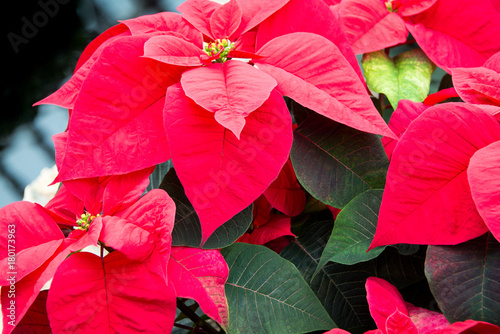  Christmas poinsettia 