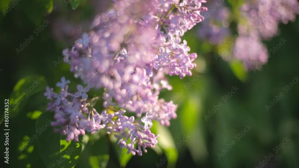 The lilacs bloom. Double-flowering lilac. The wind sway the branches with beautiful flowers. The lilacs bloom. Double-flowering lilac. The wind sway the branches with beautiful flowers.