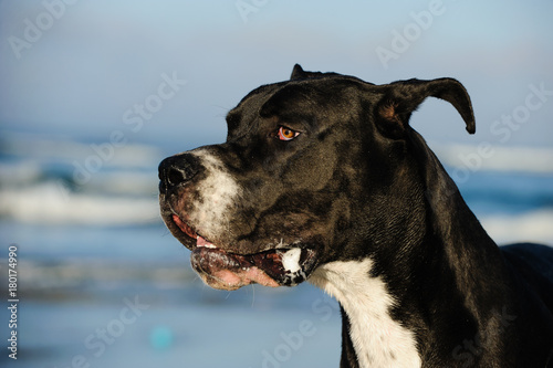 Great Dane dog outdoor portrait against ocean waves
