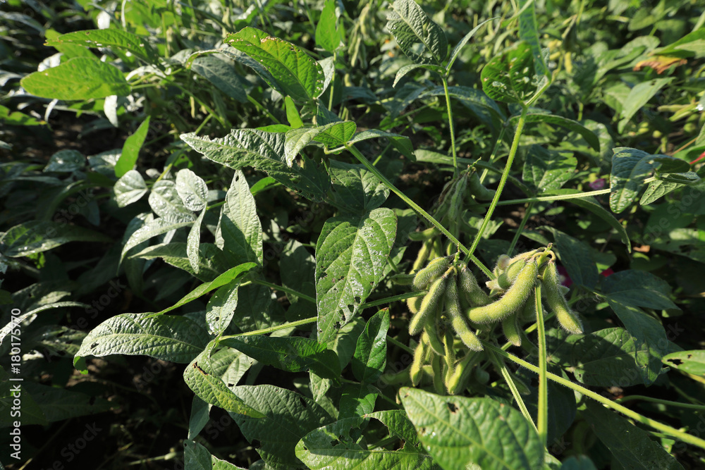 green soybean  crops in growth at field