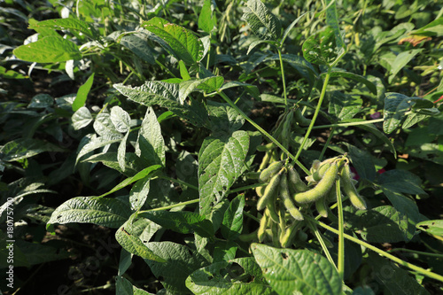 green soybean  crops in growth at field