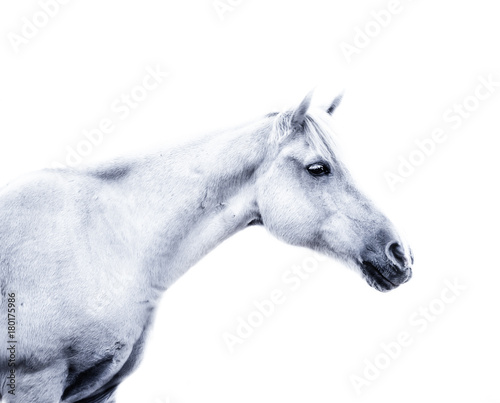 White horse on white background