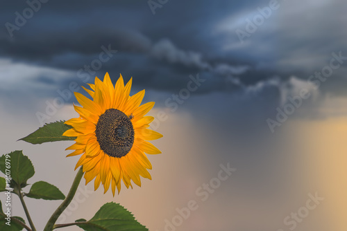 Beautiful yellow sunflower on a stormy day